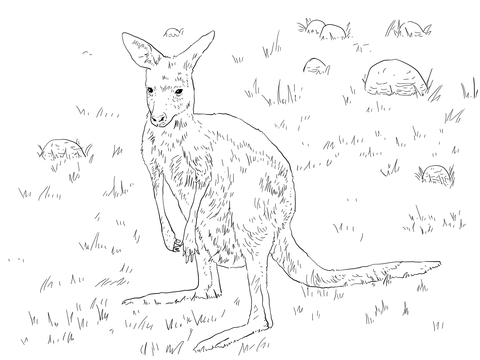 Young Eastern Grey Kangaroo Coloring Page